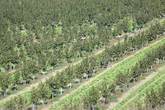 Elevated view of persimmon orchard intercropped with leafy green lettuce rows in sustainable farm, High density persimmon plantation with interrow lettuce cultivation in agricultural countryside.