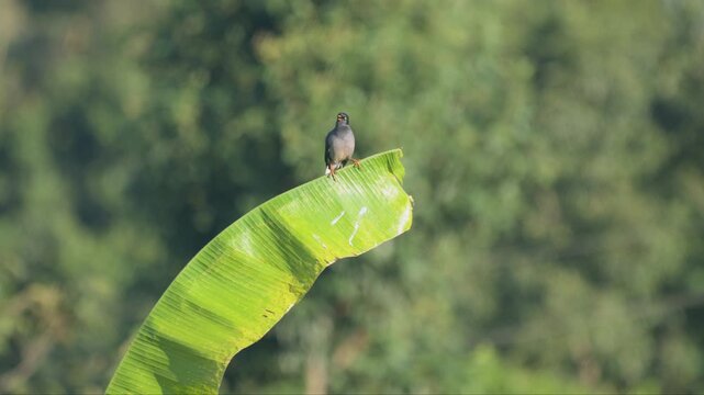 Small wild bird perched on bright green banana leaf tip against soft blurred forest background