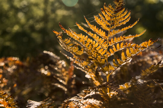 Golden fern leaf close up in autumn forest backlit by warm morning sunlight