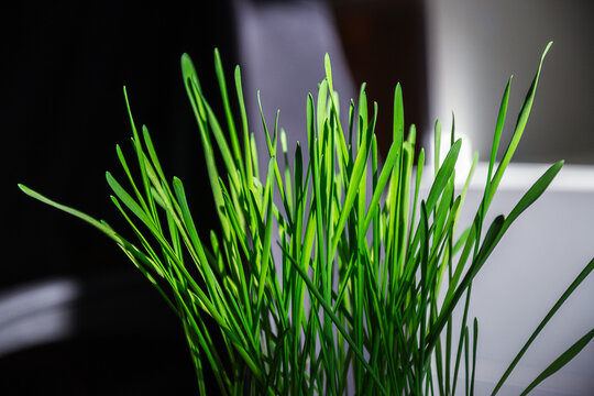 Vibrant green wheatgrass blades growing indoors for pet care health and supplement design on dark background