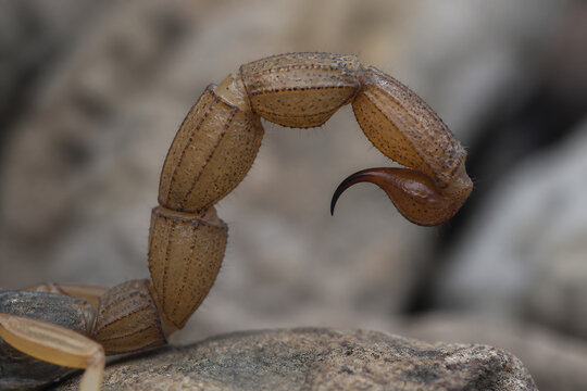 A close-up of a camel spider's leg with a prominent claw against a rocky, natural background.