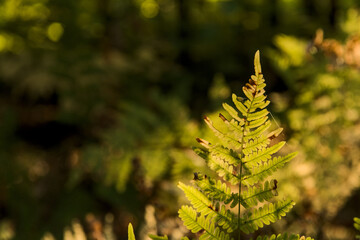 Sunlit fern leaf in autumn forest close up macro shot with dramatic bokeh background © Mateusz
