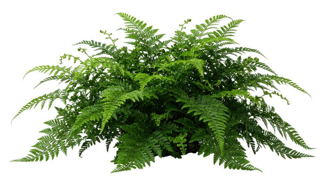 Fresh green fern plant bush with delicate leaves isolated on transparent background