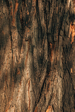 Natural background pattern showing detailed rough bark structure on an old tree trunk.
