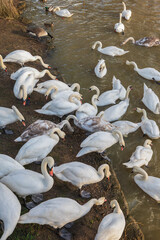 A large group of mute swans and other waterfowl gathering along the muddy bank of the River Great Ouse in Bedford, UK © I-Wei Huang