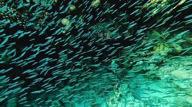 Large school of fish swims next to coral reef in Red sea. Egypt underwater