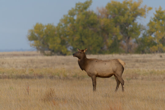Elk of The Colorado Rocky Mountains. Lone Cow standing in the prairie grass.