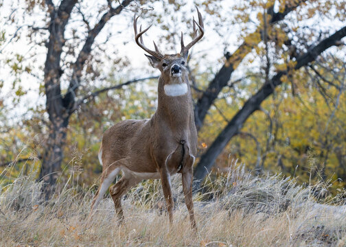 Colorado Wildlife. Wild Deer on the High Plains of Colorado. White-tailed buck during the rut.