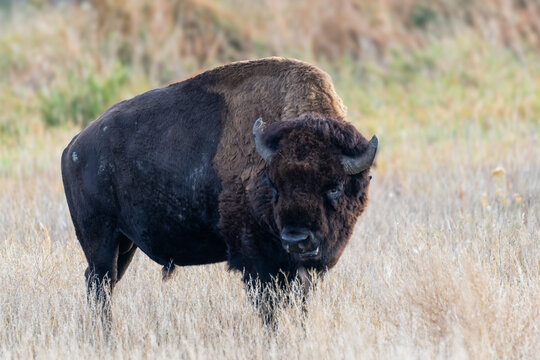 Wild American Bison on the high plains of Colorado. Mammals of North America.