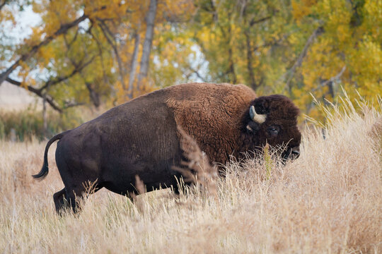 Wild American Bison on the high plains of Colorado. Mammals of North America.