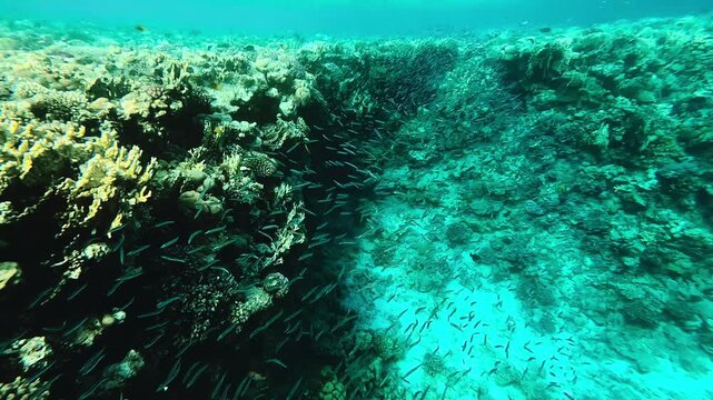 School of fish at coral reef in the red sea. Egypt underwater