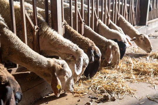 Kibbutz Assaf sheep with long ears and yellow and white ear tags eat hay, poking their heads through the bars of dusty metal corral under a sun shelter on a livestock farm.