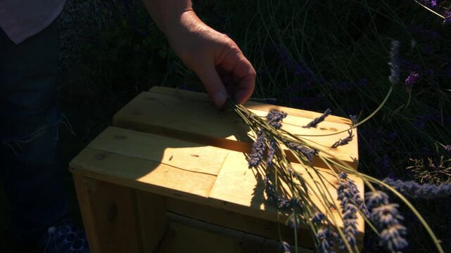 Hand with bunch of lavender flowers with string in box for drying