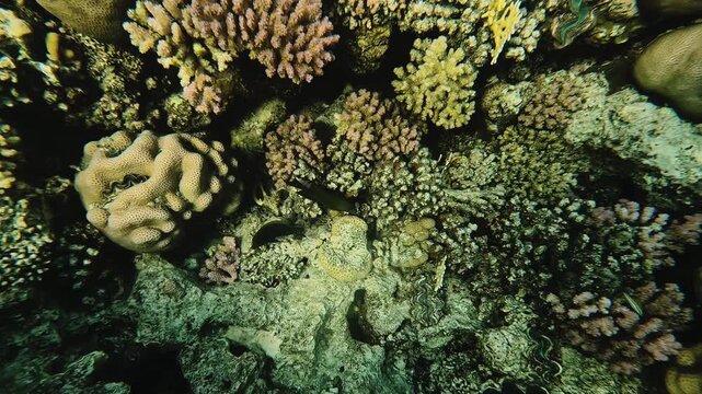 Fish at coral reef in the red sea. Egypt underwater
