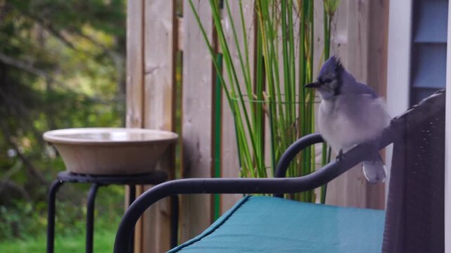 Blue Jay sits on rail, fluffs its chest for attention, then flies down to deck