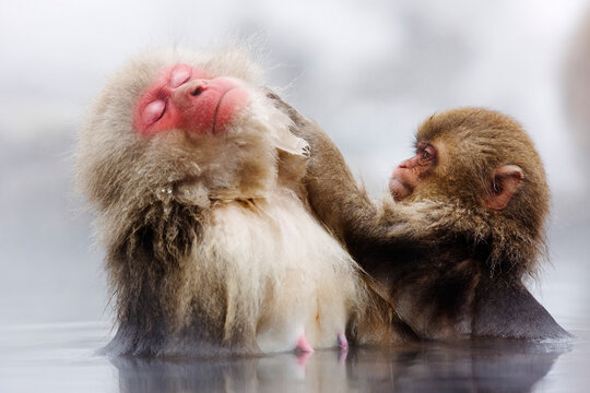 Japanese macaques grooming in hot spring japan