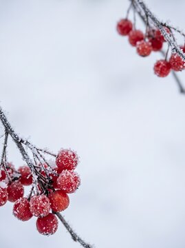 Frost covered red winter berries on branches against a soft white snowy background