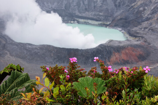 Poas volcano crater with green lake and tropical plants