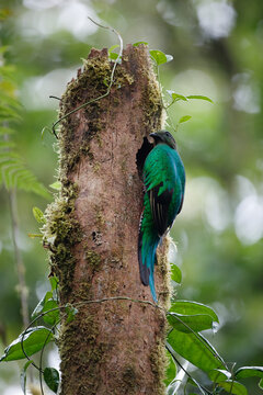 Resplendent quetzal perched on tree trunk