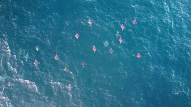 Drone overhead shot tracking a beautiful group of wild devil rays moving gracefully near the ocean surface.