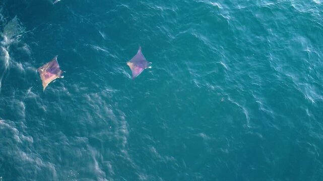 Top down drone shot of wild mobula rays swimming near the surface reflecting the golden sunset light on their backs.