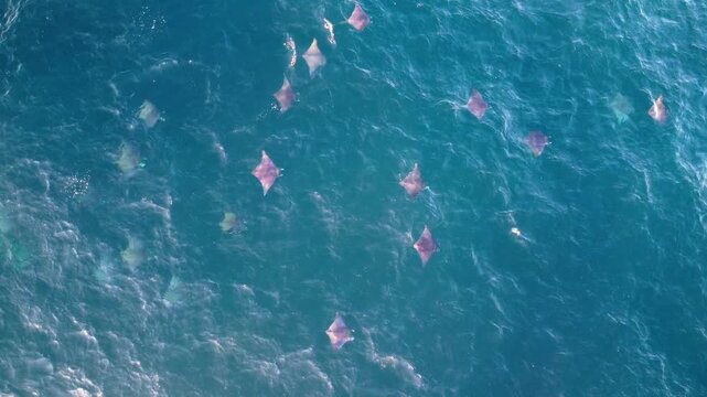 High angle view over the ocean showing multiple mobula rays swimming in clear blue water reflecting the sky.