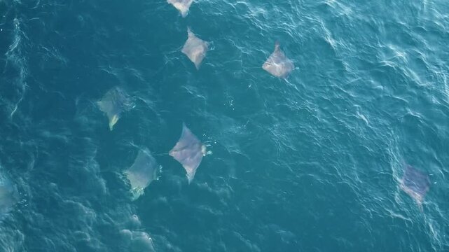 Cinematic drone shot looking straight down at wild rays gliding through the ocean current at golden hour.