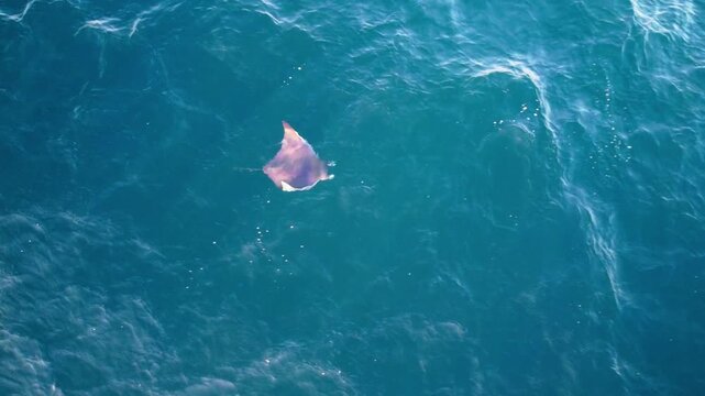 Aerial perspective of a lone devil ray gliding through deep blue water during the warm golden hour.
