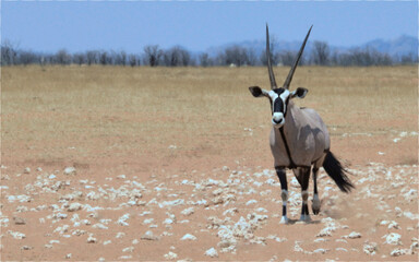 Gemsbok oryx in Etosha National Park Namibia © terri