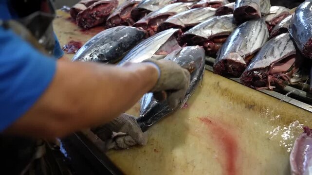 Skilled worker filleting rows of skipjack tuna with knife on cutting table in fish factory