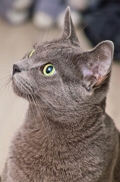 Portr&auml;t einer Russisch Blau Katze mit gr&uuml;nen Augen