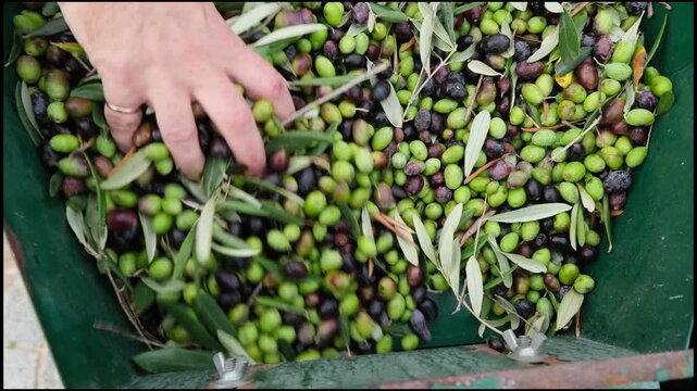 Agricultural worker pushing freshly harvested green and black olives with leaves through a sorting machine hopper during autumn harvest season to clean them for oil production