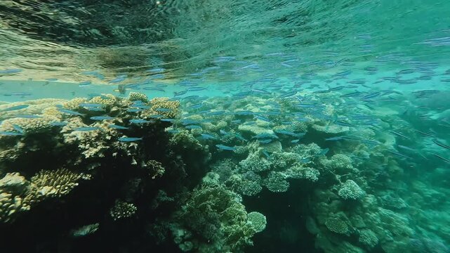 School of fish near coral reef in the red sea. Egypt underwater