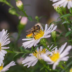 A bee collects nectar from a white flower. © asb63