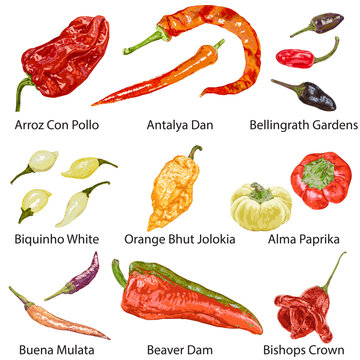 A set of detailed peppers with names on a white background.