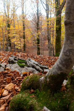 Nel Bosco durante il foliage autunnale, presso la montagna di Campo dell'Osso - Lazio - Roma