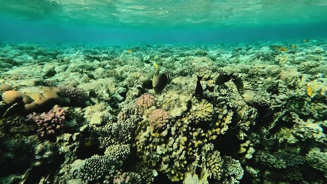 Egypt underwater. Colourful tropical fish at coral reef in red sea