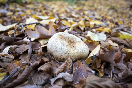 Puffballs are a common type of mushroom.
