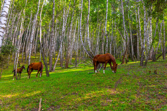 Horses Grazing on Grassy Slope in Birch Forest, Kyrgyzstan
