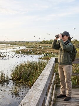 Wildlife observer using binoculars on boardwalk beside wetlands with flock of birds. Birdwatching and nature observation. Wetland conservation and habitat protection.