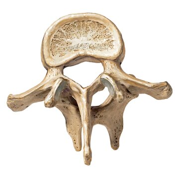 Human lumbar vertebra bone isolated on white background