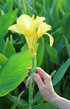Vibrant Yellow Canna Indica, Auspicious Flowers for Ornamental Landscaping in Thailand