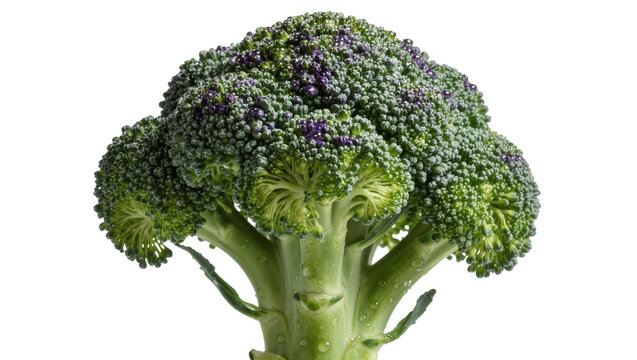 Fresh green broccoli floret with purple tinged buds and water droplets
