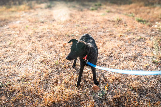 POV perspective of black dog on a tight taut leash during outdoor walk