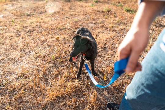 POV view of woman hand holding tight taut leash during black dog walk outdoors