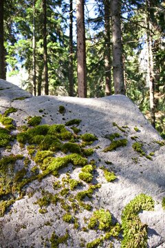 Large grey stone boulder with moss patches in forest