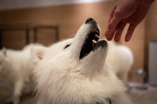 A fluffy white dog eagerly reaches for a treat from a person's hand in a warm indoor close-up