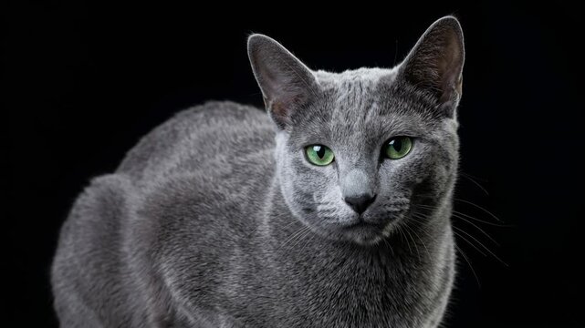 russian blue cat half body close up isolated on black background video