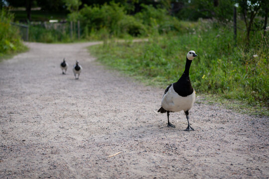 Barnacle goose standing on a gravel path with two companions in a leafy Helsinki park