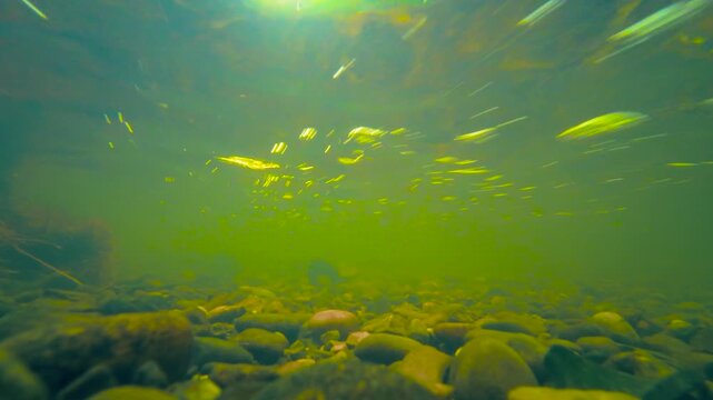 Water pollution in murky mountain stream with green water and low visibility. Rocky creek bed beneath suspended sediment and drifting debris. Contaminated freshwater scene with pebbles, stones and